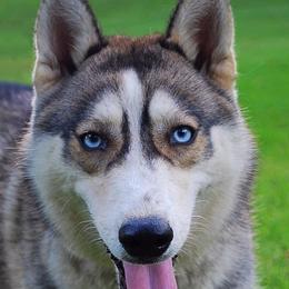 Honor - Siberian Husky