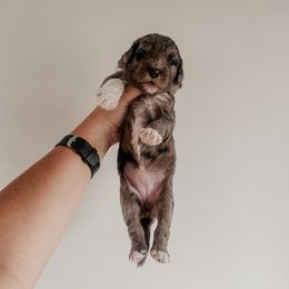 Peyton - Merle female Sheepadoodle puppy in Wabash, Indiana from DOODCompany