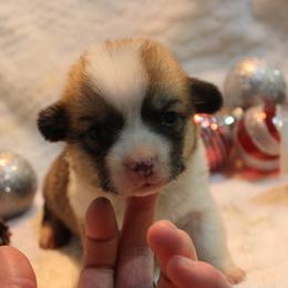 Holly - Pembroke Welsh Corgi puppy from Covered Bridge Corgis