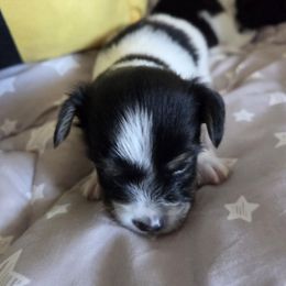 Batman - White and black male Papillon puppy in Cedarville, Ohio from Happy Paps