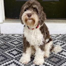 Prada - Australian Labradoodle