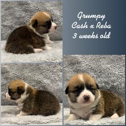 Grumpy - Red male Pembroke Welsh Corgi puppy in Stephenville, Texas from Rising JM Pembrokes