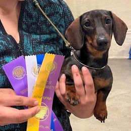 Dachshunds and German Shorthaired Pointers from Crestview Kennel