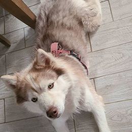 Siberian Huskies from Siberian Husky RI