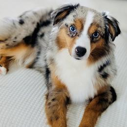 Fullertons Honeymoon Romance Of Roserock - Toy Australian Shepherd