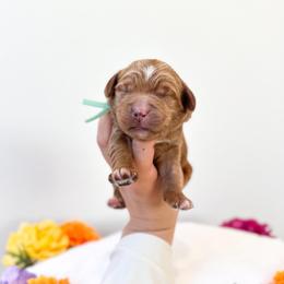 Mad Hatter - Caramel red male Australian Labradoodle puppy in Palmdale, California from Pixie Doodle Paws