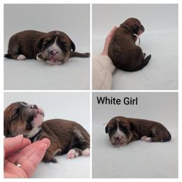White Girl, Sable Abstract - Wheaten female Whoodle puppy in Kalispell, Montana from Countryman Whoodles