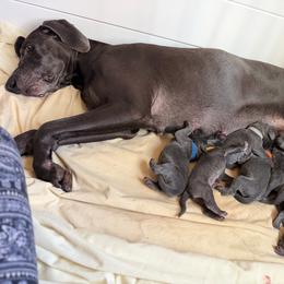 Boy 6 - Blue male Weimaraner puppy in Aitkin, Minnesota from Whispering’s GunDogs