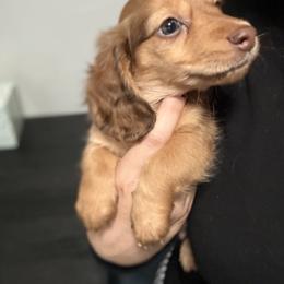 Dachshund Puppies from Riverside Miniature Dachshunds