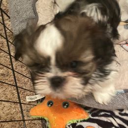 Boy 3 - Brindle Shih Tzu puppy in Lebanon, Tennessee from Jan’s Shihtzus