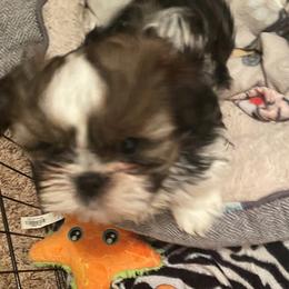 Boy 3 - Brindle Shih Tzu puppy in Lebanon, Tennessee from Jan’s Shihtzus