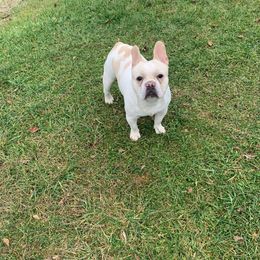 Kenzo - French Bulldog