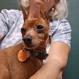 Ginger - Red female Miniature Pinscher puppy in Bourbon, Missouri from Eriphos Farm Kennel