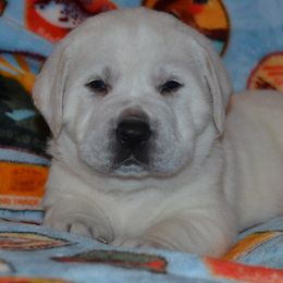 AKC OFA CAER DNA Hooch - Yellow male Labrador Retriever puppy in Spring Creek, Nevada from Badland Kennel