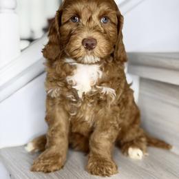 Green - Red male Australian Labradoodle puppy in Antelope, California from Adorable Labradoodle