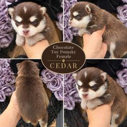 Chocolate Adorable Girl - Chocolate female Pomsky puppy in Austin, Colorado from Colorado Mini Dachshunds & Mini Pomskies