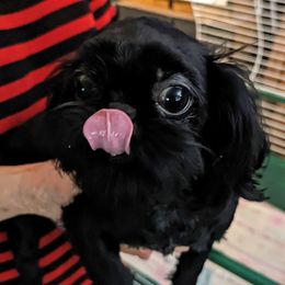 Emmy - Shih Tzu