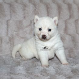 Autumn - White female Pomsky puppy in Stockton, Utah from Mischa Nelson