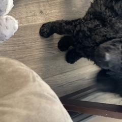 Double Doodle Puppies from Wicker Doodles