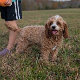 Addie - Cavapoo