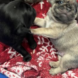 Pug Puppies from Love Pugs