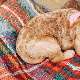 Labradoodle and Poodle Puppies from Lake City Poodles & Doodles