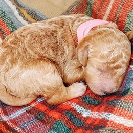 Labradoodle and Poodle Puppies from Lake City Poodles & Doodles