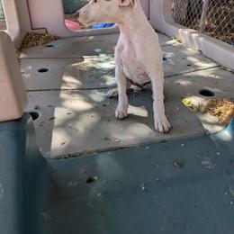 All white female - Tri-colored female Parson Russell Terrier puppy in Phelan, California from Elite Parson Russells