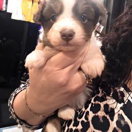 Red Tri Boy 2 - Red tri-color male Miniature American Shepherd puppy in Vivian, Louisiana from Jem Miniature American Shepherds