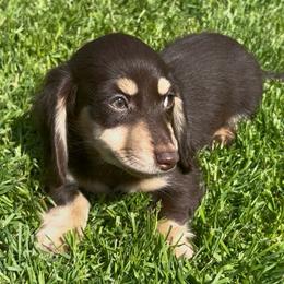 Chocolate and Cream - Chocolate and cream male Dachshund puppy in Kalama, Washington from Dazzling Doxies