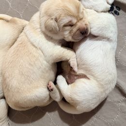 Male 2 - Yellow male Labrador Retriever puppy in Hoosick Falls, New York from Findaway Labradors