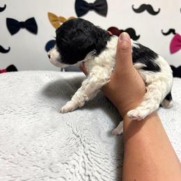 Mr. Wallen - Parti male Poodle puppy in Gainesville, Florida from Pet Inn Xxweetdoodles