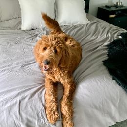 Goldendoodle All Grown Up from Midwest Companions