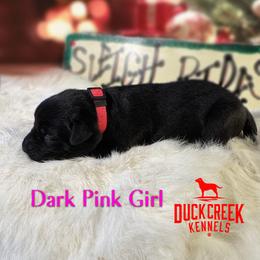 Girl 4 - Black female Labrador Retriever puppy in Plymouth, North Carolina from Duck Creek Kennels