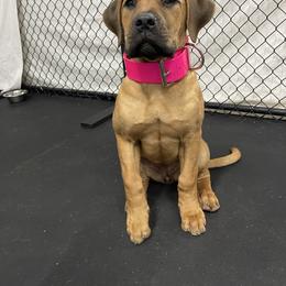 Boerboel All Grown Up from Romboel Farm Dogs