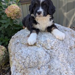 Teddy - Tri-color male Bernedoodle puppy in Beach City, Ohio from Blue Cloud Doodles