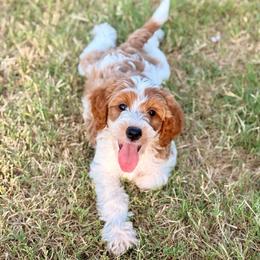 Brownie - Parti female Goldendoodle puppy in Comanche, Texas from Central Texas Doodles, LLC.