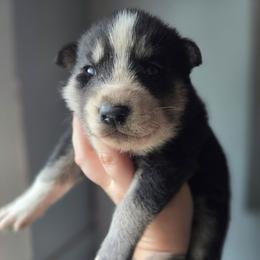 Black and tan boy - Black tan and white male Siberian Husky puppy in East Otto, New York from Howling Huskies