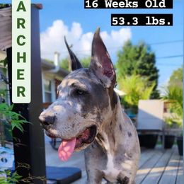 Great Dane Puppies from HCR Great Danes