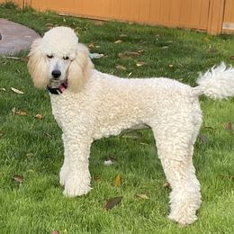 Riesling - Poodle