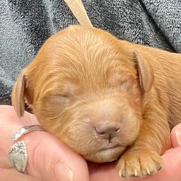 White Female - Apricot female Goldendoodle puppy in Great Falls, Montana from Montana Goldendoodles