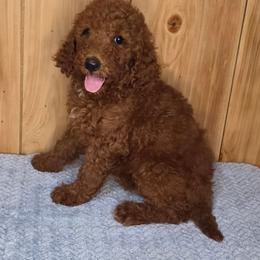 Ruby - Red  female Poodle puppy in Bonifay, Florida from Heavenly Poodles