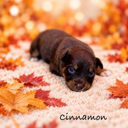 Cinnamon - Red tri-color female Australian Shepherd puppy in Howardsville, Virginia from Spectacular Aussies and Cavaliers