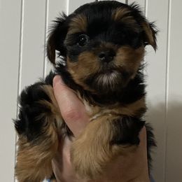 Assorted Doodle Crosses, Double Doodle, Maltipoo, Morkie, and Yorkipoo Puppies from Danza Bolo