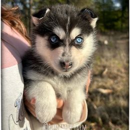 Runamok Old Skool Rave (aka Rave) - Black and white female Pomsky puppy in St. Maries, Idaho from Runamok Farm