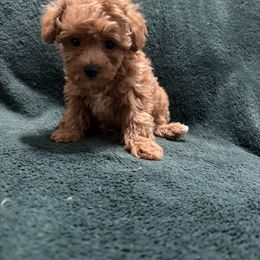Autumn - Red  female Poodle puppy in Auburn, Georgia from Southern Poodles