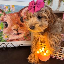 Mira - Red female Maltipoo puppy in West Jordan, Utah from Mid Sized Maltipoos and More LLC