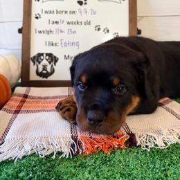 Dahlia - Black and mahogany female Rottweiler puppy in Crivitz, Wisconsin from Khaotic Rottweilers