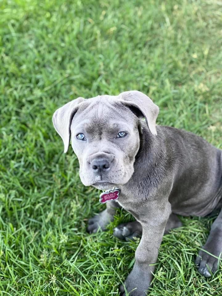 Sawtooth 2024 cane corso