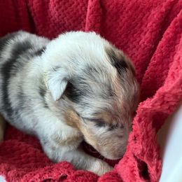 Blue Merle Boy Yellow Collar - Blue merle male Collie puppy in Honaker, Virginia from KLW Farm